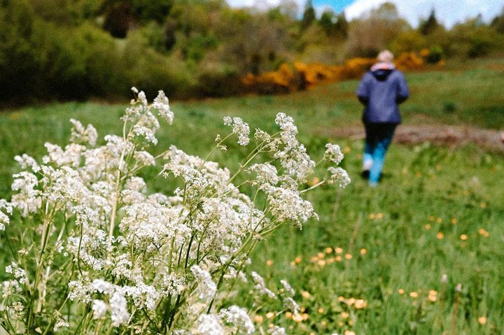 Personne de dos qui marche dans une prairie fleurie, ombellifères blanches au premier plan