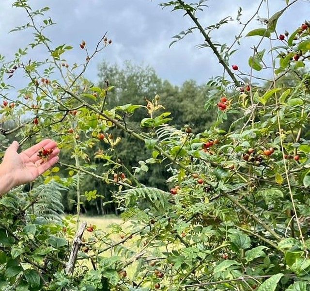 Branches d'églantier chargées de cynorrhodons sur un chemin du Pays d'Auge